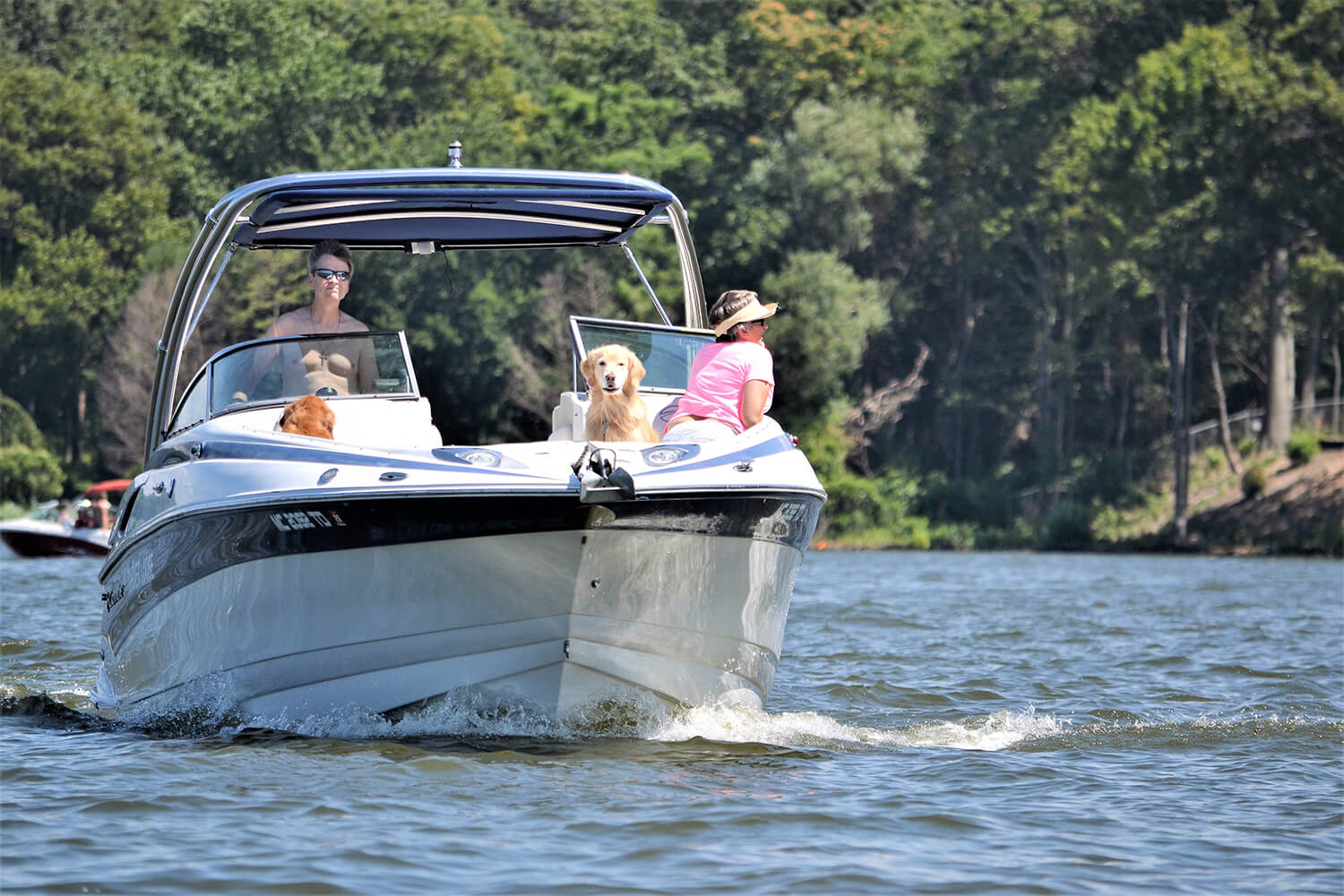 A sunny day at the lake features a white and blue motorboat carrying two people and two golden retrievers, creating a small wake as it moves towards the viewer against a backdrop of green trees.
